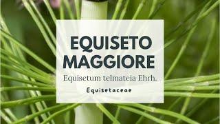 EQUISETO MAGGIORE - CODA CAVALLINA Equisetum telmateia Ehrh. - Giant horsetail