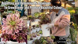 Repotting and Updates Of My Aeonium Plants