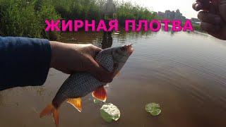 #426 #мормышинг  ГУСТЕРА ПОДЛЕЩИКИ ПЛОТВА 