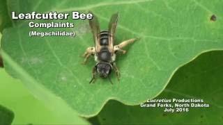 Leafcutter Bee Complaints