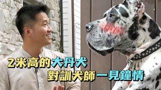 2米高的大丹犬被誤以為是惡犬，訓犬師為它伸冤後不僅收穫了愛意，還獲得了主人的連連稱讚