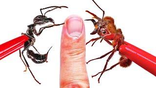 STUNG and BIT Bullet Ant vs Soldier Ant