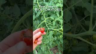 When is the best time to pick tomatoes? #tomatoes #gardening #shorts