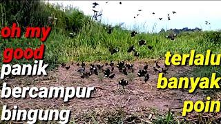 BISA HABIS BURUNG KALAU CARA MIKAT NYA SEPERTI INI