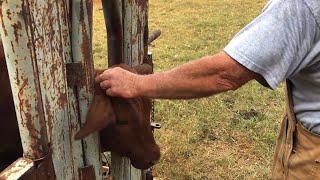 DEHORNING CALVES - HOW TO DEHORN CATTLE - WARNING-MIGHT BE DISTURBING TO SOME VIEWERS - POLLING COWS