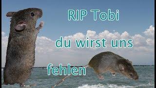 RIP Tobi du wirst uns fehlen