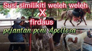 kuda kawin  kuda poni apolosa vs Susi similikiti weleh weleh