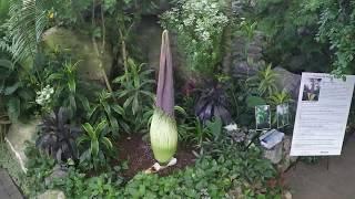 Corpse Flower Amorphophallus Titanum Time Lapse at Muttart Conservatory