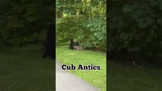 3 Adorable Bear Cubs Antics #shorts #blackbear #wildlife #nature #wildlifeanimals #blackbear