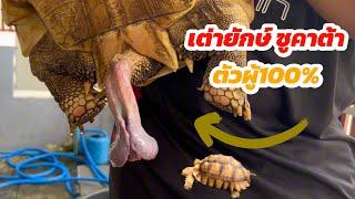 เต่ายักษ์ซูคาต้า ตัวผู้ ใหญ่จริง #สัตว์เลี้ยง #เต่าซูลคาต้า #exotic