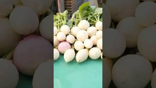 Growing Radish from Seed to Harvest in Veg Boxes