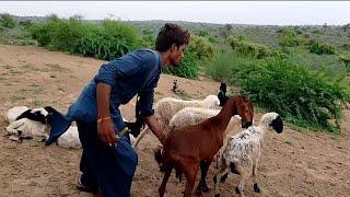 goat animals of tharparkar injection ll LCI nilverm plus of thar beauty nature life of animals