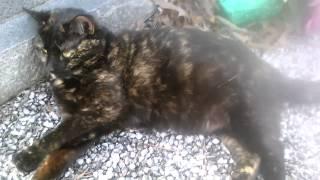 EVIL KITTY CAT SCARLETT LOUNGING BY A HEADSTONE IN GRAVEYARD