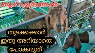 ആട് വളർത്താം  അറിവ് ആട് വളർത്തൽ ആദയകരമാക്കാംGoat Farming Tips MalayalamAadu Valarthal Aadu