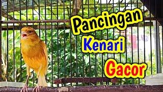 PANCINGAN kenari GACOR PANJANG untuk kenari PAUD agar cepat GACOR penuh EMOSI