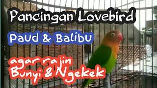 Pancingan Lovebird Paud & Balibu agar Rajin Bunyi dan Ngekek