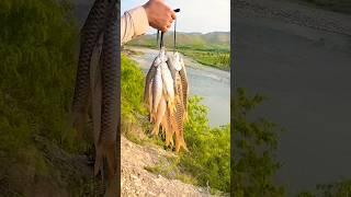 Fishing videos  fish in Pakistan fishing shorts new #viral