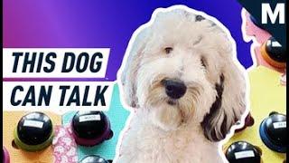 This Dog Can “Talk” To Her Owner  Mashable