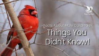 Male Cardinals - 10 Interesting Facts You Didnt Know