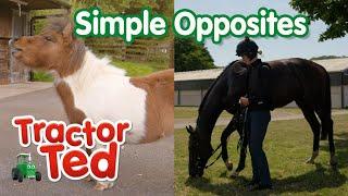 Learn Simple Farm Opposites   Tractor Ted Clips  Tractor Ted Official Channel #oppositeday