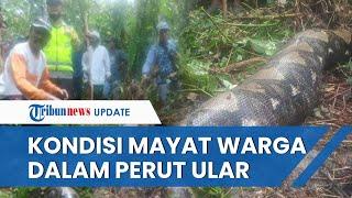 Kondisi Warga Jambi yang Ditemukan di Dalam Perut Ular Piton Tewas dan Jasadnya Masih Utuh