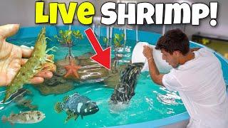 Dumping DOZENS Of LIVE SHRIMP Into My POND 2