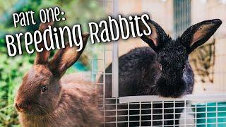 Part 1 How to breed rabbits + telling the difference between bucks & does