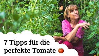 Tomaten  Tipps zum Ausgeizen Gießen Anbinden und vielem mehr 