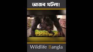 সুপার সপে মাংশখোর জানোয়ার #shorts #wildlifebd