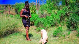 How to prepare a pig in African Home Part TwoVillage life