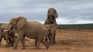 Unforgettable Wildlife Moment Witnessing Elephants Mating in the Wild