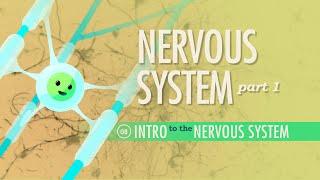 The Nervous System Part 1 Crash Course Anatomy & Physiology #8