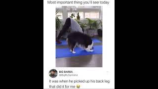 The dog plays Yoga bega