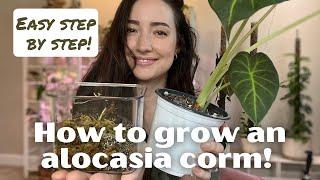 How to Root and Grow an Alocasia from a CORM  Easy Step-by-Step Process