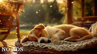 3 Hours of Dog Calming Music for DogsSeparation Anxiety Relief MusicPuppy Relaxation