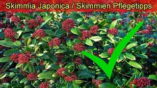 Skimmia Japonica Pflege - Skimmie richtig pflegen - Düngen Standort gießen schneiden überwintern