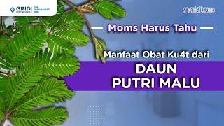 Manfaat Obat Kuat dari Daun Putri Malu