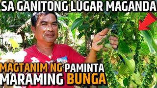 PAANO AT SAAN MAGANDANG MAGTANIM NG PAMINTA PARA MARAMING BUNGA  D GREEN THUMB