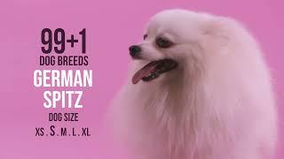 German Spitz