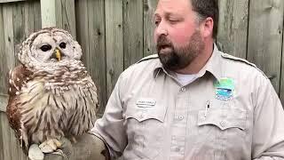 Clyde the Barred Owl