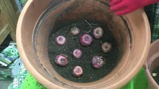 Planting Gladiolas in Containers and in the Ground