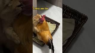 So funny cute the rooster and the cat.Click to watch the full version
