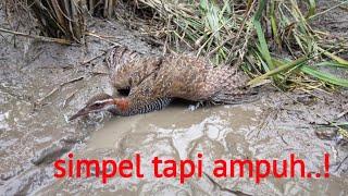 pasang jerat burung ruak-ruak di tengah sawah..