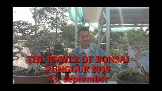 Silaturahmi The power of bonsai punggur lamteng