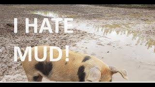 I HATE MUD HOW TO FIX YOUR MUDDY BARN YARD KEEP LIVESTOCK DRY ADD SAND TO YOUR PIG PEN