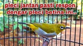 Call Pleci Betina Memancing Bunyi  Pleci Betina Perangsang Bunyi