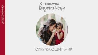 Цветы  Дошкольники  Окружающий мир #5  Инфоурок