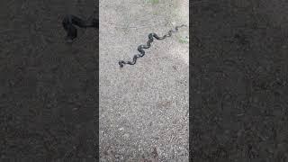 What kind of snake is this??? SouthEast USA