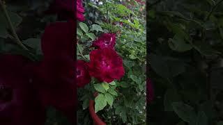rosal Burgundy Iceberg - rosier - rosas - rose - rosa - roses #rosa