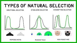 Natural Selection Adaptation and Evolution